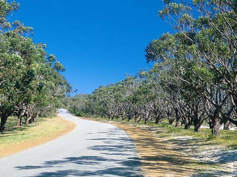 Avenue Of Honour - Tourism TAS 1