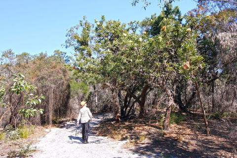 Banksia Track, Burrum Coast National Park - Hobart Tourism 1