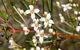 Banksia Track, Burrum Coast National Park - thumb 2