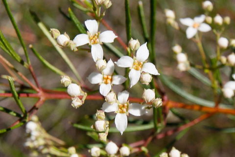 Banksia Track, Burrum Coast National Park - Hobart Tourism 2