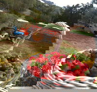 Blue Hills Berries and Cherries - Tourism TAS