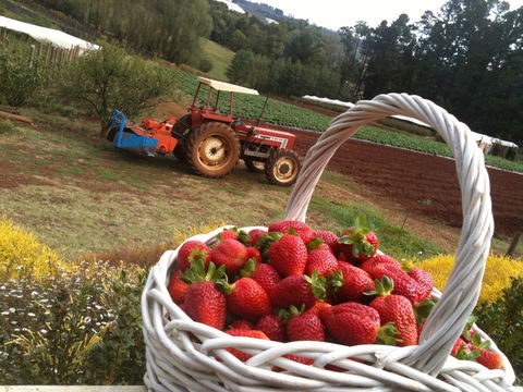 Blue Hills Berries And Cherries - Hobart Tourism 0