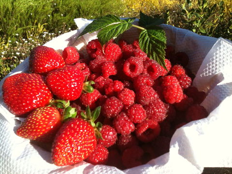 Blue Hills Berries And Cherries - Hobart Tourism 1