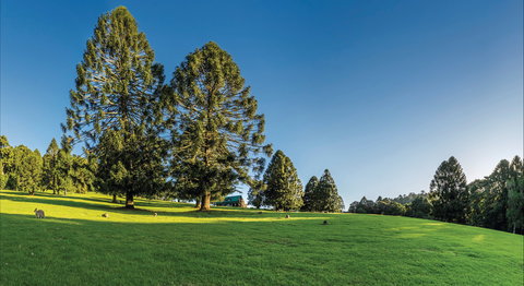Bunya Mountains National Park - Hobart Tourism 0