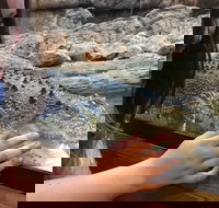 Canberra Reptile Zoo - Tourism TAS