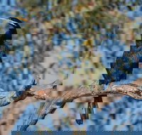 Greenough River Nature Trail - Tourism TAS