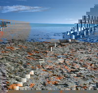 Hamelin Pool Stromatolites - Tourism TAS