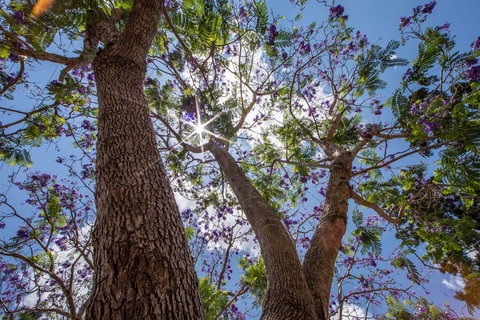 John Scott Park - Tourism TAS 1