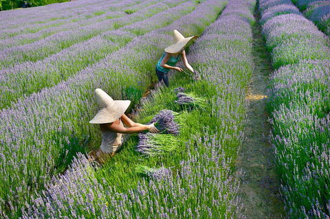 Lavandula Swiss Italian Farm - Tourism TAS 0