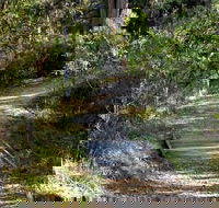 McDirtys Walking Track - Hobart Tourism