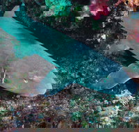 Middle Reef Dive Site - Hobart Tourism