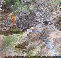 Mill-bullah Walking Track - Tourism TAS