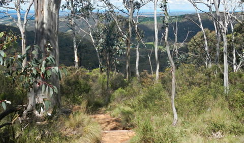 Mount Towac Walk - Tourism TAS 0