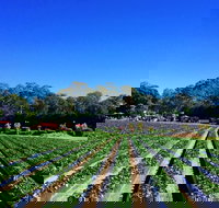 Palmview - Hobart Tourism