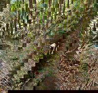 Palm Forest Walking Track - Hobart Tourism