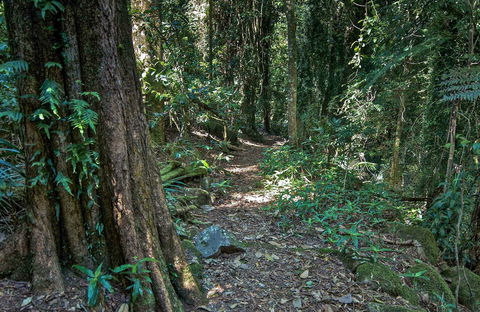 Pholis Gap Walking Track - Hobart Tourism 0