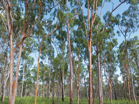 Pilliga Forest - Hobart Tourism 1