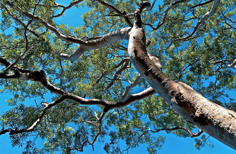 Ridge Walking Track - Hobart Tourism 0
