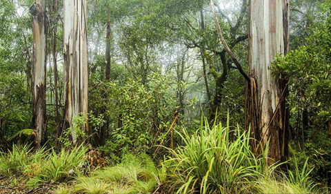 Rosewood Loop - Hobart Tourism 0