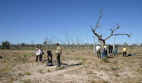 Sturt's Tree Walk - Hobart Tourism 0