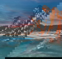 Tangalooma Wild Dolphin Feeding - Tourism TAS