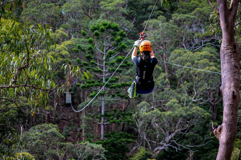 Thunderbird Park ® - Tamborine Mountain, Gold Coast Region - Tourism TAS 2