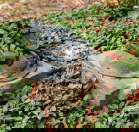 Antony Symons - Retrospective of a Life's Work - Tourism TAS