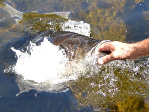 Barra Feeding - Tourism TAS 1