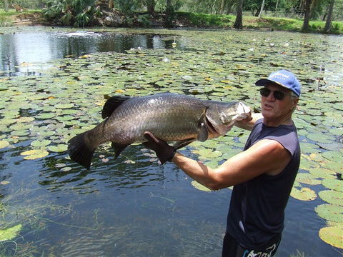 Barra Feeding - Tourism TAS 2