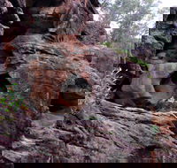 Bertha's Gully Walking Track - Tourism TAS