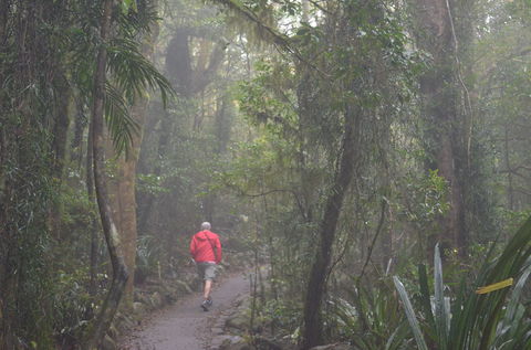Best Of All Lookout Track, Springbrook National Park - Hobart Tourism 1