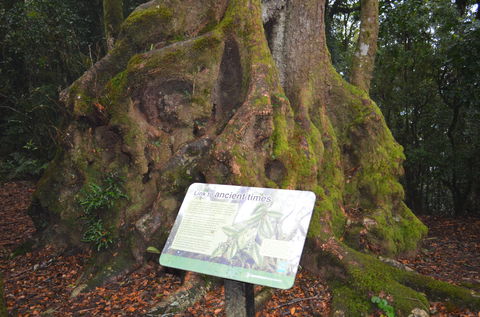 Best Of All Lookout Track, Springbrook National Park - Hobart Tourism 2