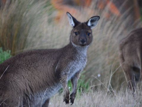 Beyeria Walk - Tourism TAS 0