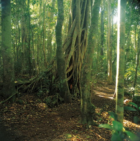 Binna Burra, Lamington National Park - Hobart Tourism 1