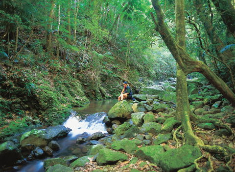 Binna Burra, Lamington National Park - Hobart Tourism 2