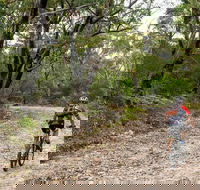 Cawleys Road trail - Tourism TAS