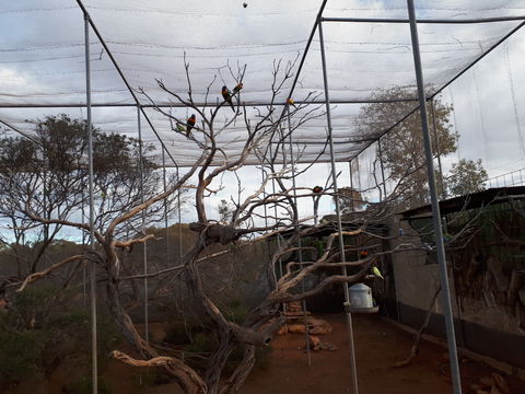 Eyre Reptile & Wildlife Park - Tourism TAS 2