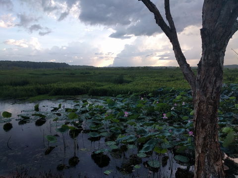 Fogg Dam Conservation Reserve - Tourism TAS 0