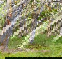 Freshwater track - Hobart Tourism