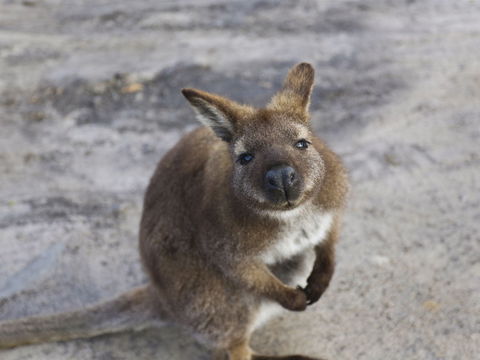 Friendly Beaches - Hobart Tourism 1