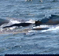 Gerringong Whale Watching Platform - Hobart Tourism