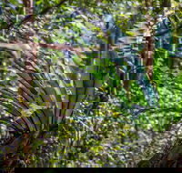 Great North walk - Palm Grove Nature Reserve - Tourism TAS