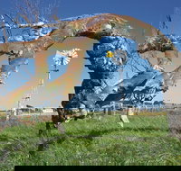 Greenough Leaning Trees - Tourism TAS