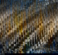 Hastings Caves and Thermal Springs