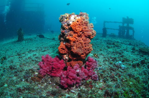 HMAS Brisbane Dive Site - Tourism TAS 0