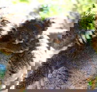 Koala Conservation Reserve - Tourism TAS