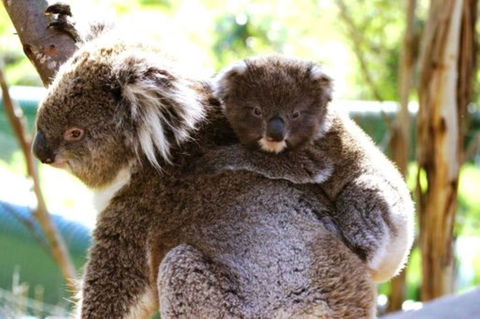 Koala Conservation Reserve - Tourism TAS 0