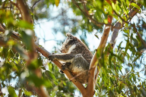 Koala Conservation Reserve - Tourism TAS 1