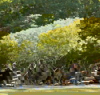 Lone Pine Koala Sanctuary - Hobart Tourism