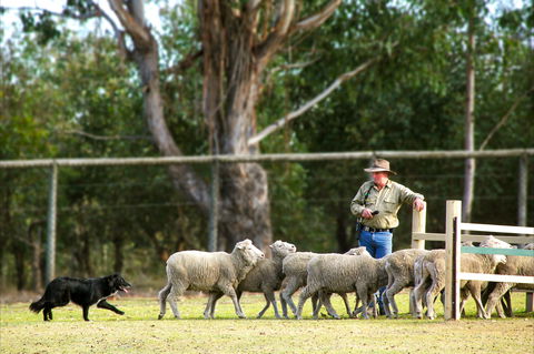 Lone Pine Koala Sanctuary - Hobart Tourism 2